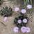 Cactus - Many Established Mature Specimens 8 thumbnail