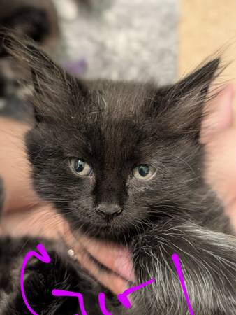 Good home kitties small rehoming fee (Woodland)63679359558017120