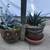 Succulents in 2 pretty ceramic pots 5 thumbnail
