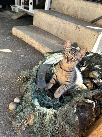 Baby kittens need homes (Kent)63911483922051121