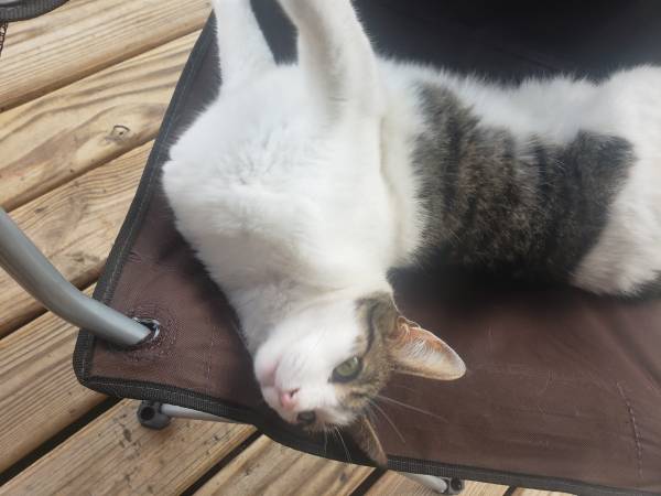 Gatito perdido (E Saint Patrick St)63866198801025123