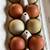 Fertilized BC Maran and Easter Egger Eggs 1 thumbnail
