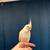 Cockatiels 2 thumbnail