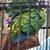 Young hand fed green cheek conures 6 thumbnail