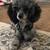 Ckc toy poodle 1 thumbnail