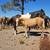 Gorgeous palomino yearling mustang filly!!! 12 thumbnail