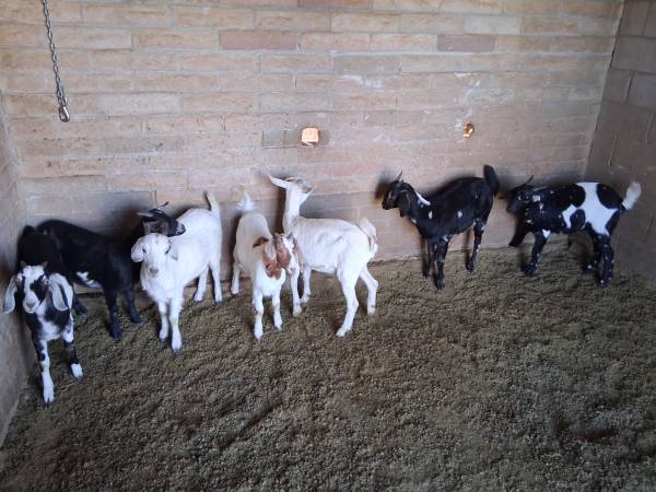 Goats 1