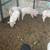 Yorkshire/ Berkshire piglets 5 thumbnail