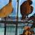 DOVE  many collors breading kind 1 thumbnail