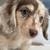 PreciousDachshundPups 1 thumbnail