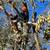 Landscaping &tree trimmer 1 thumbnail