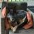2 German Shepherd dogs 2 thumbnail