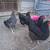 Laying hens 1 thumbnail