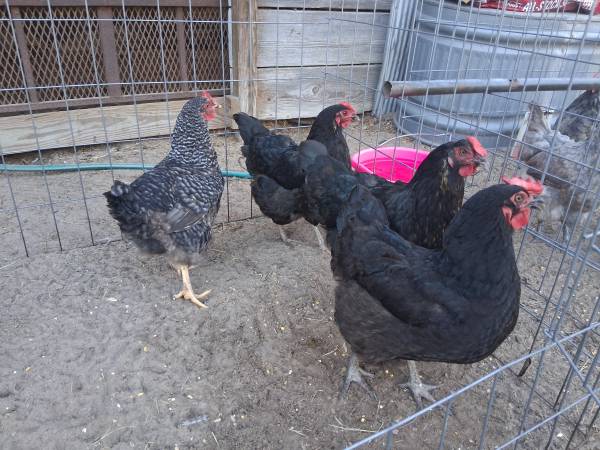Laying hens 1