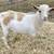 Goats - Nigerian Dwarf Intact Bucklings and Wether 1 thumbnail