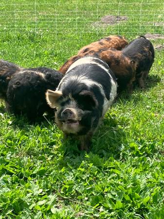 Registered kunekune pigs 1