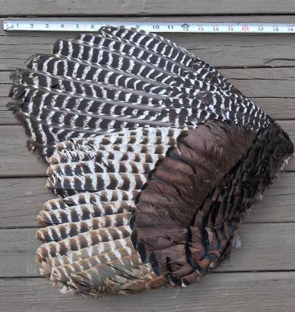 Turkey wing feathers display wall art wild, cabin, rustic 1