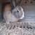 Rehoming bunny 3 thumbnail