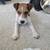 Rehoming Jack Russell Parson 7 thumbnail