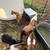Fainting , boer  goats 6 thumbnail