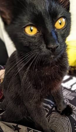 Gatita negra gratis (hembra) (Tacoma)63853650710529120