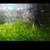 Freshwater snails,  guppies,  & guppy grass(live aquarium plants) 7 thumbnail