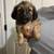 Morkies rehoming 2 thumbnail