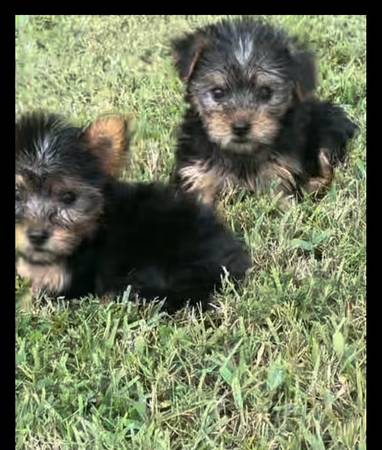 Yorkie Puppy (Belden)63748470041603120