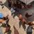 Chickens 1 thumbnail