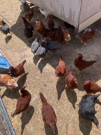 Chickens 1