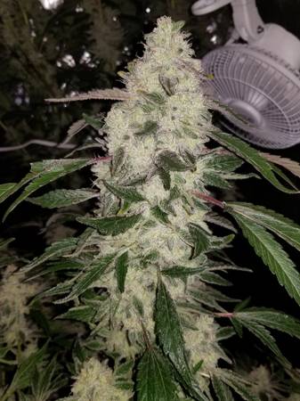 HydroFarm Phantom Dimmable Ballasts /Raptor 1000W Hoods 1