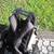 Ryobi bp42 backpack blower 4 thumbnail