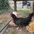 Free Rooster 2 thumbnail