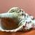Seashell 2 thumbnail