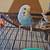 Parakeet & cage 3 thumbnail