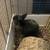 Netherland dwarf bunny 4 thumbnail