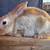 Rex bunnies 4 thumbnail