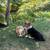 Pembroke Welsh Corgi 1 thumbnail