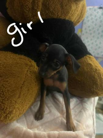 Miniature pinscher puppys (Baltimore md)64002389026563123