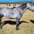 Percheron Stallion 14 thumbnail