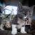 Kittens of Russian Blue Mother 9 thumbnail