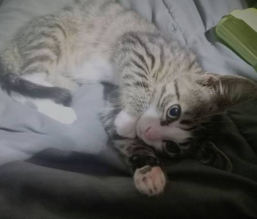 Male tabby (Everett)