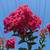 Crepe Myrtle Tree 13 thumbnail