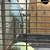 Indian Ringneck ( pair 5 years old ) 6 thumbnail