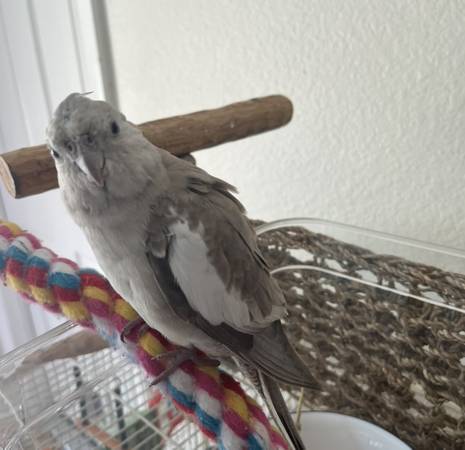 Loro calopsita perdido en FLORIDA, recompensa de $25063977624990210121