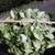 VINTAGE Butterfly Arrowhead Vine HOUSEPLANT Syngonium Podophyllum 4 thumbnail