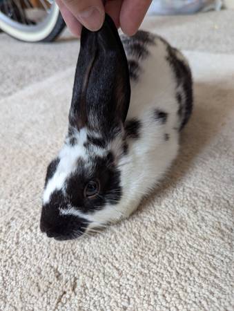 4-Month-Old Spotted Rabbit (Omaha)63670824387459122