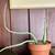 4” Stapelia Pickle Plant 2 thumbnail