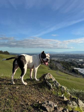 Dog lookig for a safe  home (San Leandro)