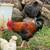 Egg Layer Breed Roosters 8 thumbnail
